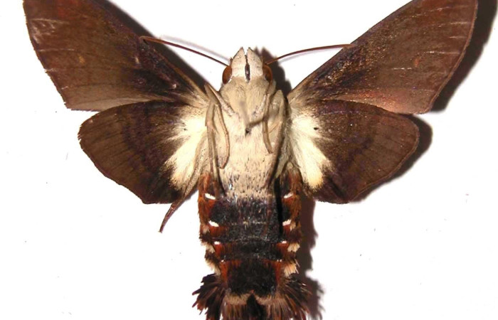 Figura 18. Adulto de <i>Aellopos Ceculus</i>(Sphingidae), vista ventral, (hembra) (01- SRNP-900-DHJ37869).