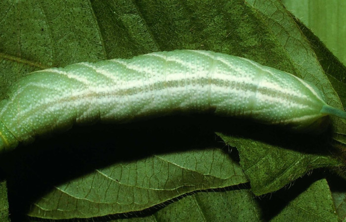Figura 9. Larva en último estadio <i>Aellopos ceculus</i>, (Shingidae), alimentándose en <i>Sabicea villosa</i> (Rubiaceae), posición dorsal, Sector Rincon Rain Forest, Sendero Guaca, (elevación 400 metros). 23 Agosto 2002. (02-SRNP-7920-DHJ69651.jpg).