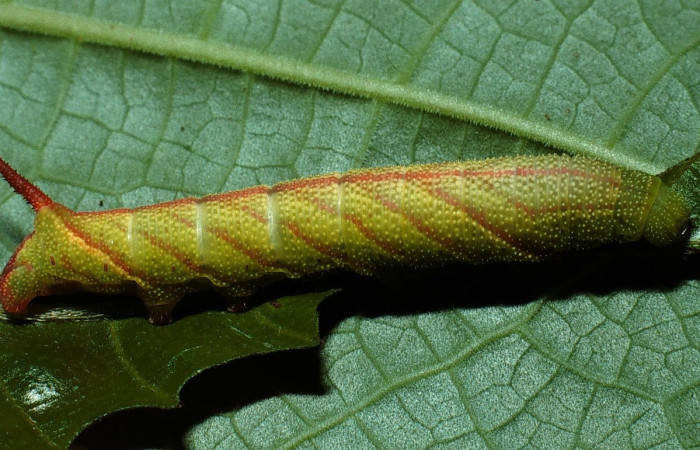 Figura 6. Larva <i>Aellopos ceculus</i>, (Shingidae), en cuarto estadio alimentándose en <i>Sabicea panamensis</i> (Rubiaceae), posición lateral, Sector Rincon Rain Forest, Palmital, (elevación 420 metros). 21 Marzo 2001. (03-SRNP-10440-DHJ75151.jpg).