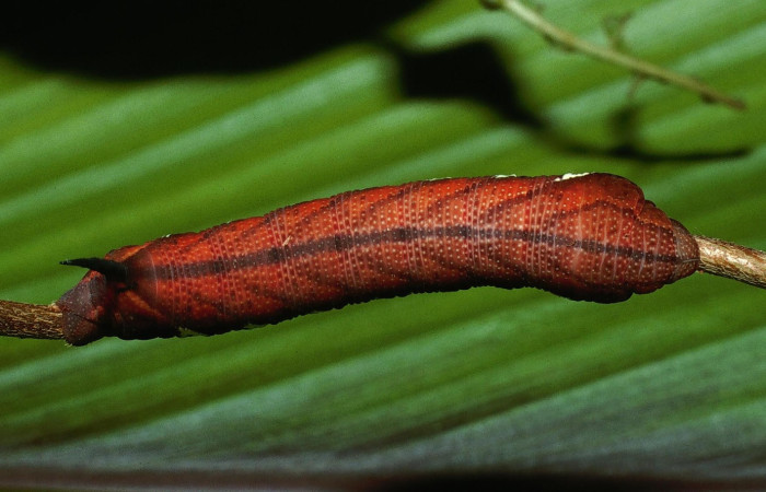 Figura 12. Larva <i>Aellopos ceculus</i>, (Shingidae), en último estadio alimentándose en <i>Sabicea villosa</i> (Rubiaceae), posición dorsal, Sector Rincon Rain Forest, Conguera, (elevación 420 metros). 17 Junio 2003. (03-SRNP-11364-DHJ75698.jpg).