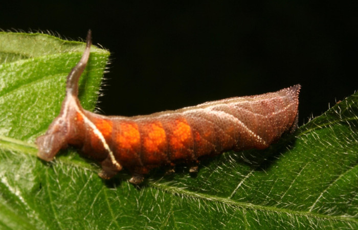 Figura 8. Larva <i>Aellopos ceculus</i>, (Shingidae), en cuarto estadio alimentándose en <i>Sabicea villosa</i> (Rubiaceae), posición lateral, Sector Rincon Rain Forest, Estación Caribe, (elevación 420 metros). 9 Setiembre 2011. (03-SRNP-44173-DHJ488925.jpg).