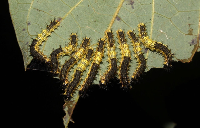 Fig.10 Grupo de larvas, <i>Copaxa curvilinea</i>, Saturniidae, segundo estadío, se alimenta <i>Persea americana</i> (introducido), (Lauraceae), mostrando la parte dorsal entero. Voucher: 21-SRNP-30022-DHJ779032.jpg.