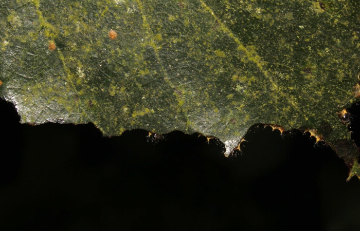 Fig.11 Grupo de larvas, <i>Copaxa curvilinea</i>, Saturniidae, segundo estadío, se alimenta <i>Persea americana</i> (introducido), (Lauraceae). Voucher: 21-SRNP-30022-DHJ779033.jpg.