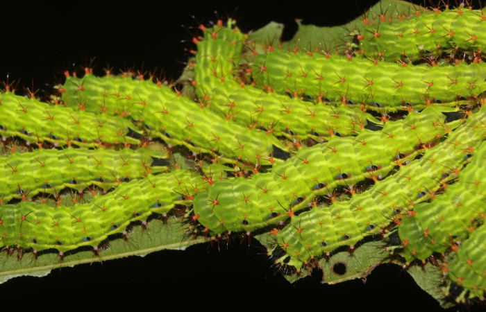 Fig.12 Grupo de larvas, <i>Copaxa curvilinea</i>, Saturniidae, PU estadío, se alimentan <i>Nectandra hihua</i>, (Lauraceae), mostrando dorsal entero. Voucher: 20-SRNP-72251-DHJ780262.jpg.