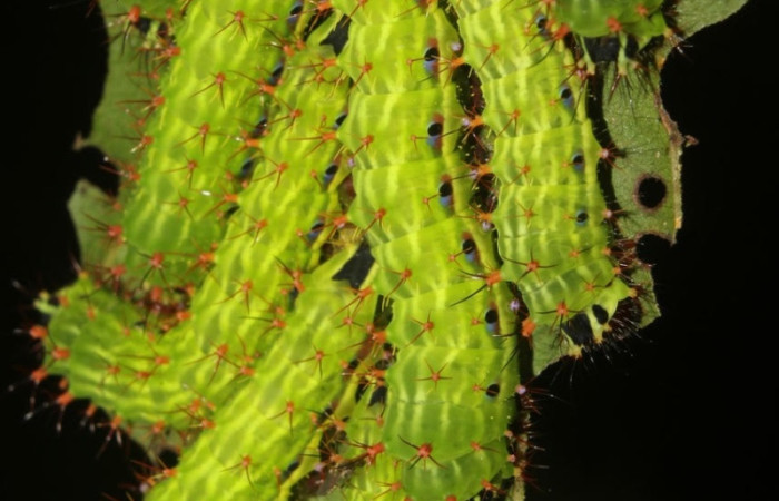 Fig.13 Grupo de larvas, <i>Copaxa curvilinea</i>, Saturniidae, PU estadío, se alimenta <i>Nectandra hihua</i>, (Lauraceae), mostrando dorsal entero. Voucher: 20-SRNP-72251-DHJ780263.jpg.