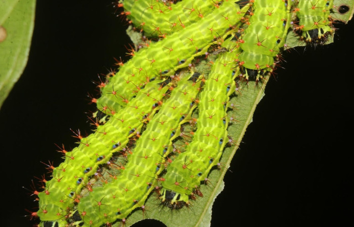 Fig.14 Grupo de larvas, <i>Copaxa curvilinea</i>, Saturniidae, PU estadío, se alimenta <i>Nectandra hihua</i>, (Lauraceae), mostrando dorsal entero. Voucher: 20-SRNP-72251-DHJ780264.jpg.