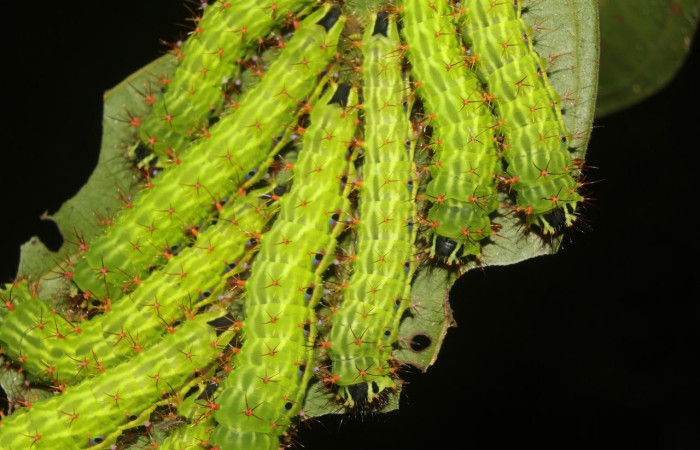 Fig.15 Grupo de larvas en el árbol, <i>Copaxa curvilinea</i>, Saturniidae, PU estadío, se alimenta <i>Nectandra hihua</i>, (Lauraceae), mostrando dorsal entero. Voucher: 20-SRNP-72251-DHJ780265.jpg.