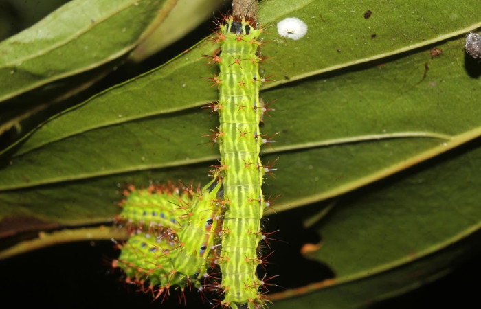 Fig.16 Grupo de larvas en el árbol, <i>Copaxa curvilinea</i>, Saturniidae, PU estadío, se alimenta <i>Nectandra hihua</i>, (Lauraceae), mostrando dorsal entero. Voucher: 20-SRNP-72251-DHJ780266.jpg.