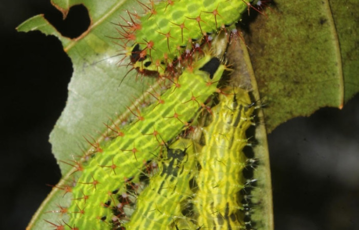Fig.17 Grupo de larvas en el árbol, <i>Copaxa curvilinea</i>, Saturniidae, PU estadío, se alimenta <i>Nectandra hihua</i>, (Lauraceae), mostrando dorsal entero. Voucher: 20-SRNP-72251-DHJ780268.jpg.