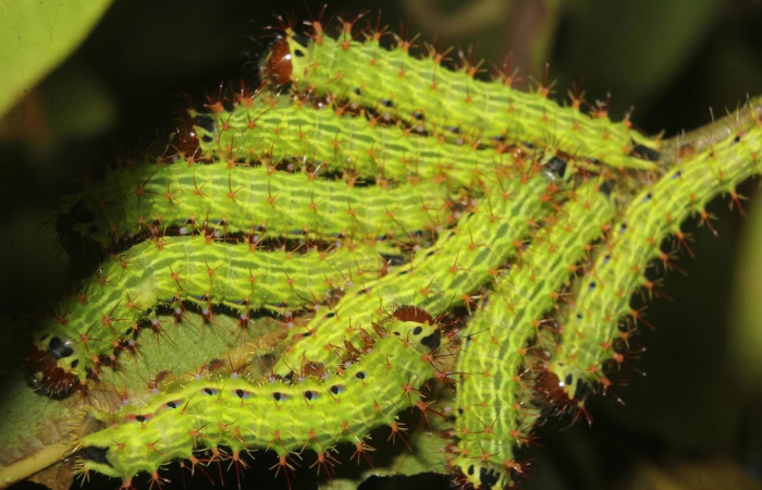 Fig.18 Grupo de larvas en el árbol, <i>Copaxa curvilinea</i>, Saturniidae, PU estadío, se alimenta <i>Nectandra hihua</i>, (Lauraceae), mostrando dorsal entero. Voucher: 20-SRNP-72251-DHJ780271.jpg.