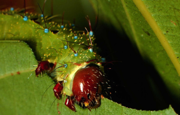 Fig.19 Larva <i>Copaxa curvilinea</i>, Saturniidae, Último estadío, se alimenta <i>Nectandra hihua</i>, (Lauraceae), mostrando la cabeza. Voucher: 00-SRNP-21845-DHJ56511.jpg.