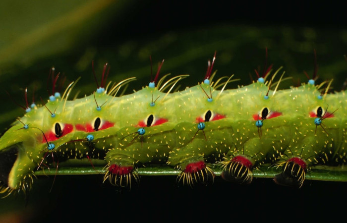 Fig.21 Larva <i>Copaxa curvilinea</i>, Saturniidae, Último estadío, se alimenta <i>Nectandra hihua</i>, (Lauraceae), mostrando la parte lateral central. Voucher: 00-SRNP-21845-DHJ56515.jpg.