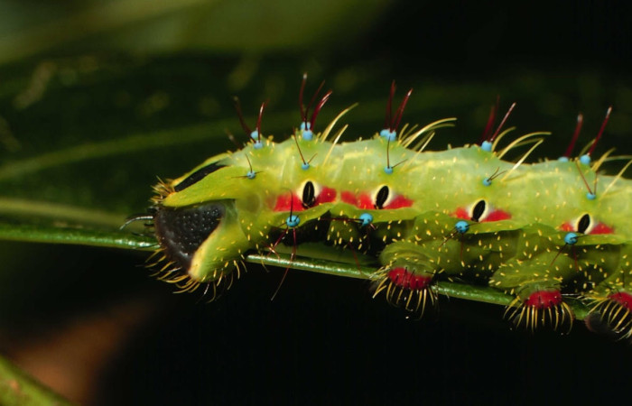 Fig.22 Larva <i>Copaxa curvilinea</i>, Saturniidae, Último estadío, se alimenta <i>Nectandra hihua</i>, (Lauraceae), mostrando la parte lateral trasera. Voucher: 00-SRNP-21845-DHJ56516.jpg.