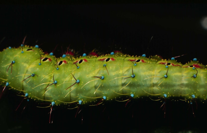 Fig.23 Larva <i>Copaxa curvilinea</i>, Saturniidae, Último estadío, se alimenta <i>Nectandra hihua</i>, (Lauraceae), mostrando la parte dorsal central. Voucher: 00-SRNP-21845-DHJ56524.jpg.