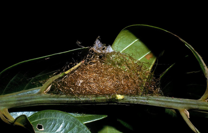 Fig.24 Capullo <i>Copaxa curvilinea</i>, Saturniidae, mostrando la pupa envuelta en seda sobre la hoja <i>Nectandra hihua</i>, (Lauraceae). Voucher: 04-SRNP-3643-DHJ85989.jpg.