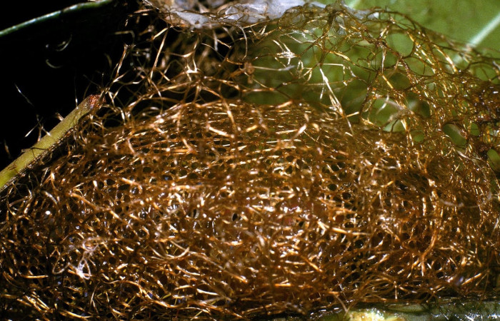 Fig.25 Capullo <i>Copaxa curvilinea</i>, Saturniidae, mostrando la pupa envuelta en seda sobre la hoja <i>Nectandra hihua</i>, (Lauraceae). Voucher: 04-SRNP-3643-DHJ85990.jpg.