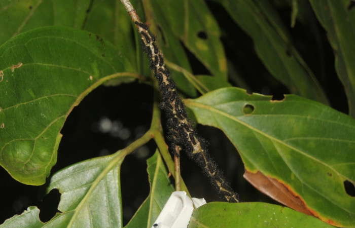 Fig.5 Larvas nacidas de huevo copulado, <i>Copaxa curvilinea</i>, Saturniidae, primer estadío, se alimenta <i>Persea americana</i> (introducido), (Lauraceae), mostrando el habitát. Voucher: 20-SRNP-72111-DHJ780242.jpg.