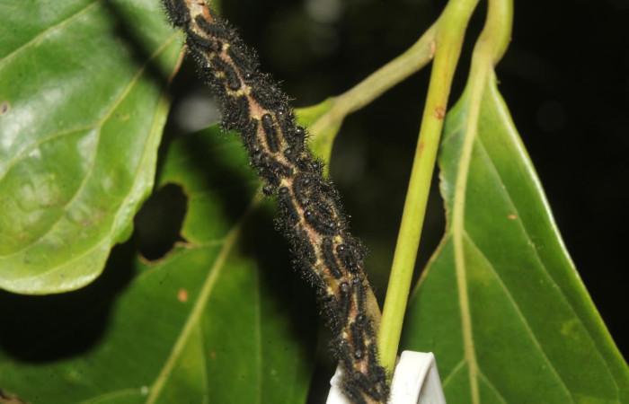 Fig.6 Larvas nacidas de huevo copulado, <i>Copaxa curvilinea</i>, Saturniidae, primer estadío, se alimenta <i>Persea americana</i> (introducido), (Lauraceae), mostrando el habitát. Voucher: 20-SRNP-72111-DHJ780244.jpg. 