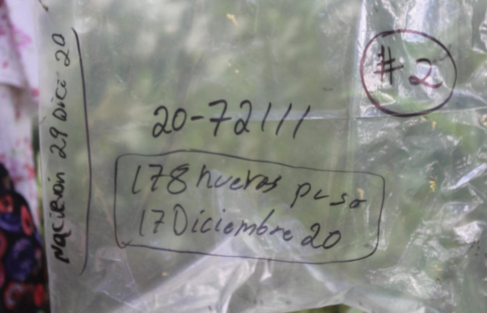 Fig.7 Larvas nacidas de huevo copulado, <i>Copaxa curvilinea</i>, Saturniidae, primer estadío, se alimenta <i>Persea americana</i> (introducido), (Lauraceae), mostrando larvitas nacidas dentro de la bolsa. Voucher: 20-SRNP-72111-DHJ780247.jpg.