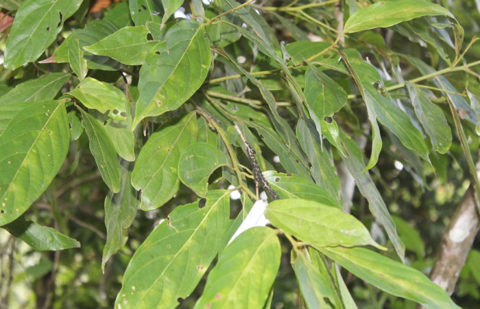 Fig.8 Larvas nacidas de huevo copulado, <i>Copaxa curvilinea</i>, Saturniidae, primer estadío, se alimenta <i>Persea americana</i> (introducido), (Lauraceae), mostrando larvitas en la rama. Voucher: 20-SRNP-72111-DHJ780248.jpg.