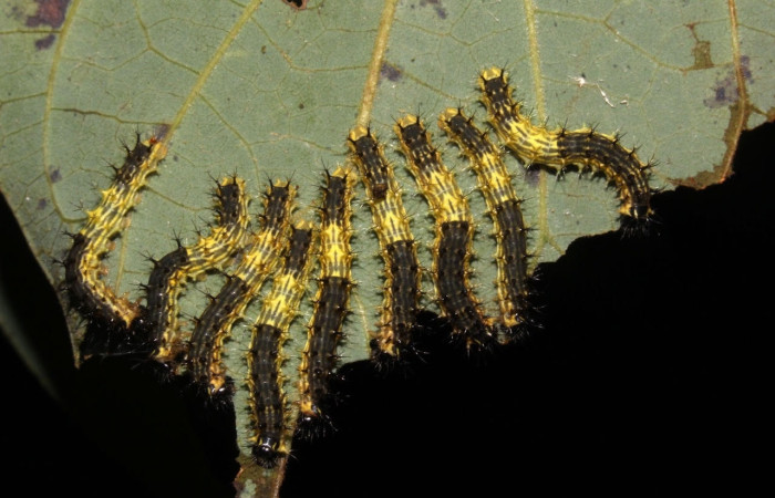 Fig.9 Grupo de larvas, <i>Copaxa curvilinea</i>, Saturniidae, segundo estadío, se alimenta <i>Persea americana</i> (introducido), (Lauraceae), mostrando la parte dorsal entero. Voucher: 21-SRNP-30022-DHJ779031.jpg.