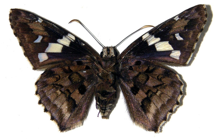 Fig.16. Vista de adulto hembra de <i>Codatractus</i> imalenaDHJ01 (Hesperiidae). Voucher: 00-SRNP-10506-DHJ92503       