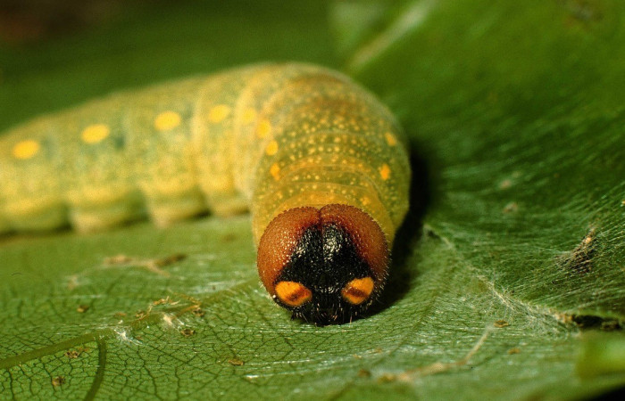 Fig. 4. Vista de la cabeza de larva <i>Codatractus imalena</i> (Hesperiidae), ocelos (ojos simples visibles), distribuidos semicircularmente, como en otras orugas de (Hesperiidae), una cabeza más o menos ancha comparada con el tórax, con cuello definido entre cabeza y cuerpo. Voucher: 95-SRNP-4398-DHJ22847.jpg    