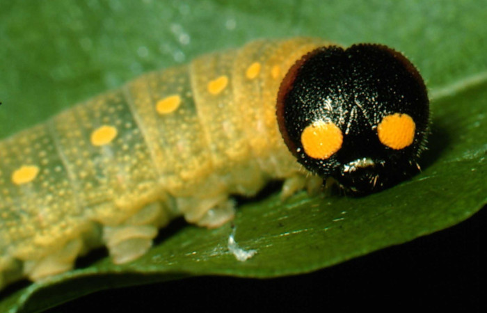 Fig. 5. Vista del toráx y la cabeza de <i>Codatractus imalena</i> (Hesperiidae),las orugas de (Hesperiidae) suelen tener una cabeza mas grande comparada con el pro-tórax, entre la cabeza y el resto del cuerpo hay una estrechez o constricción, que forma algo así como un “cuello” definido. Voucher: 95-SRNP-7597-DHJ24781.jpg       