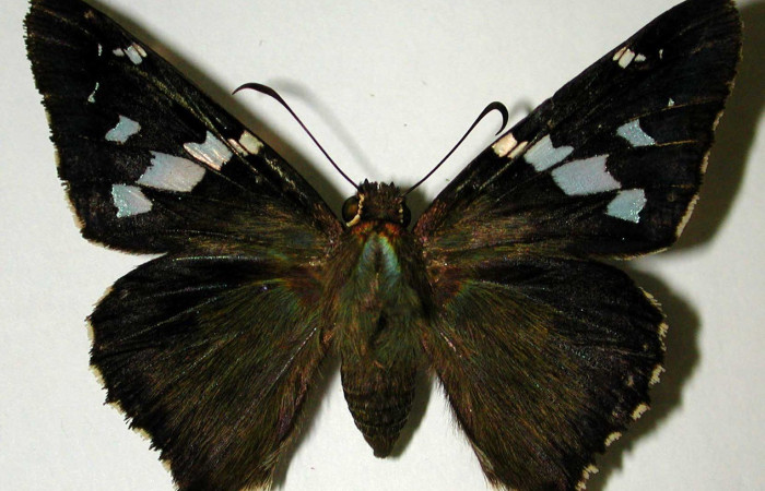 Fig. 13. Vista dorsal de adulto de <i>Codatractus imalena</i> (Hesperiidae).Voucher: 96-SRNP-10702-DHJ32865       