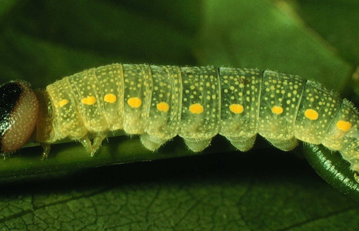 Fig. 2.Vista lateral entera de <i>Codatractus imalena</i> (Hesperiidae), en su planta hospedera <i>Lonchocarpus oliganthus</i> (Fabaceae). Voucher: 97-SRNP-1482-DHJ41598.jpg