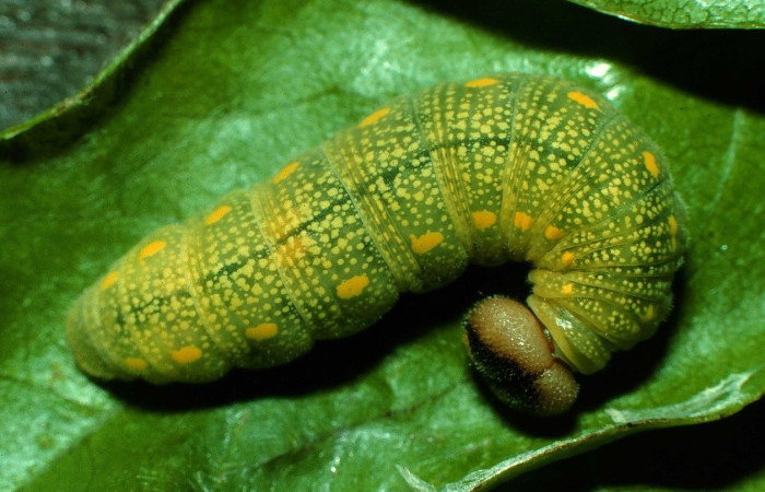 Fig. 3. Vista dorsal de la larva <i>Codatractus imalena</i> (Hesperiidae), en lo que es su refugio, en la planta hospedera. Voucher: 97-SRNP-862-DHJ40517.jpg       