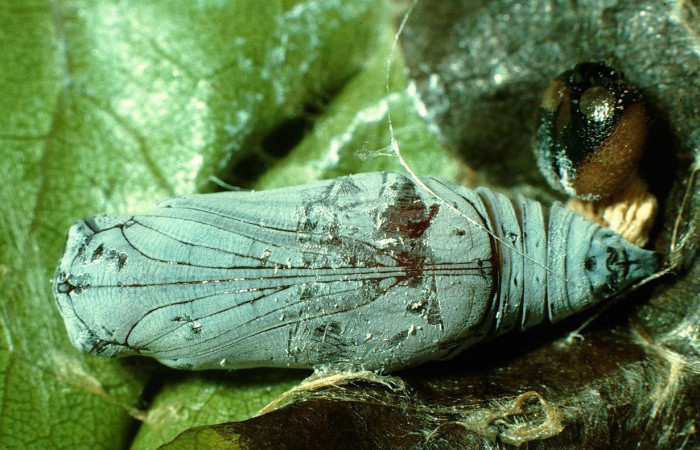Fig. 8. Vista ventral de pupa de <i>Codatractus imalena</i> (Hesperiidae). Voucher: 97-SRNP-862-DHJ40519.jpg       