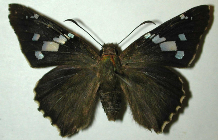 Fig.15. Vista dorsal de adulto de <i>Codatractus</i> imalenaDHJ02 (Hesperiidae). Voucher: 98-SRNP-2876-DHJ31579.