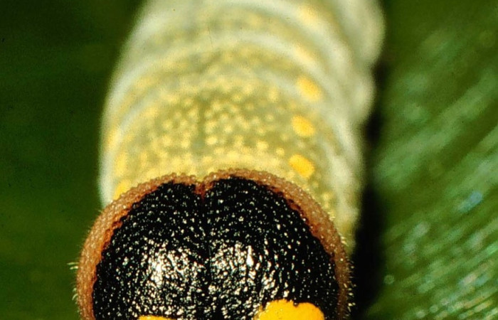 Fig. 6. Vista de la cabeza de <i>Codatractus</i> imalenaDHJ02 (Hesperiidae). En planta hospedera <i>Lonchocarpus oliganthus</i> (Fabaceae).Voucher: 98-SRNP-2876-DHJ44450.jpg    