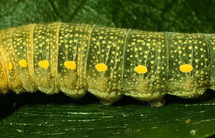 Fig. 7. Vista lateral de <i>Codatractus</i> imalenaDHJ02 (Hesperiidae). Voucher: 98-SRNP-2876-DHJ44453.jpg       