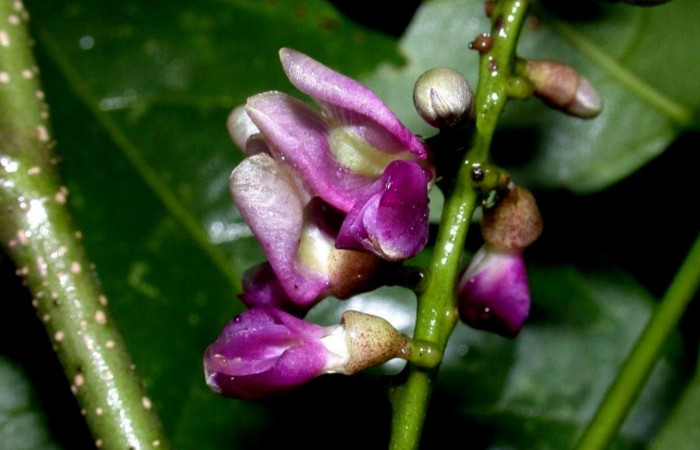 Fig. 18. Flores de la planta hospedera de <i>Codatractus imalena</i> (Hesperiidae), <i>Lonchocarpus oliganthus</i> (Fabaceae). Foto adquirida de apps Plant Net.       
