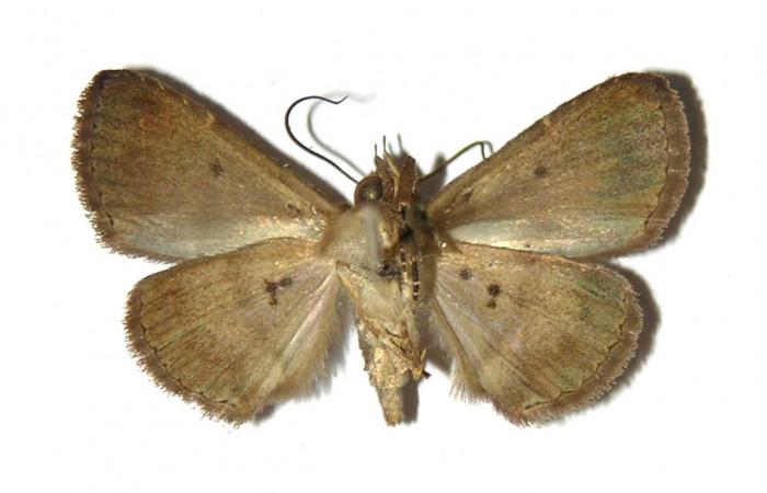 Fig.10 Adulto <i>Antiblemma laranda</i>  ventral. macho. Voucher:   05-SRNP-46278-DHJ321833.jpg