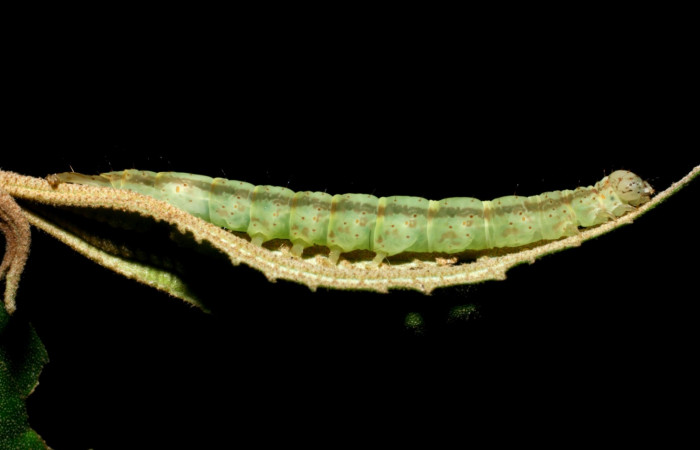 Fig.1 Larva <i>Antiblemma laranda</i>  en penúltimo estadío mostrando la parte lateral.  Voucher:08-SRNP-35882-DHJ441404.JPG