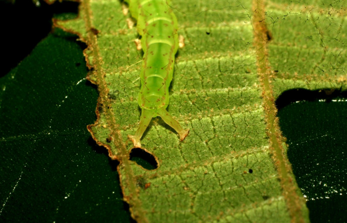 Fig.2 Larva  <i>Antiblemma ceras</i>en último estadío mostrando la parte propatas, caracterisca. importante de la familia Erebidae Voucher:  11-SRNP-31898-DHJ494591.jpg