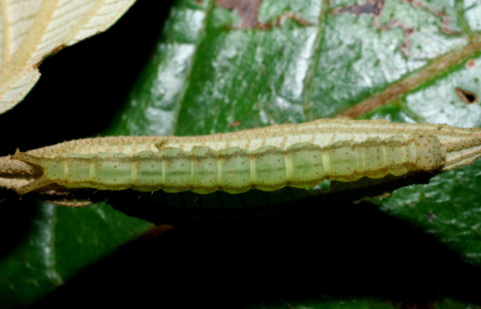 Fig .3  Larva <i>Antiblemma laranda</i>  en último estadio mostrando rayas dorsales carácter importante de la especie. Voucher: 08-SRNP-35882-DHJ441402.jpg