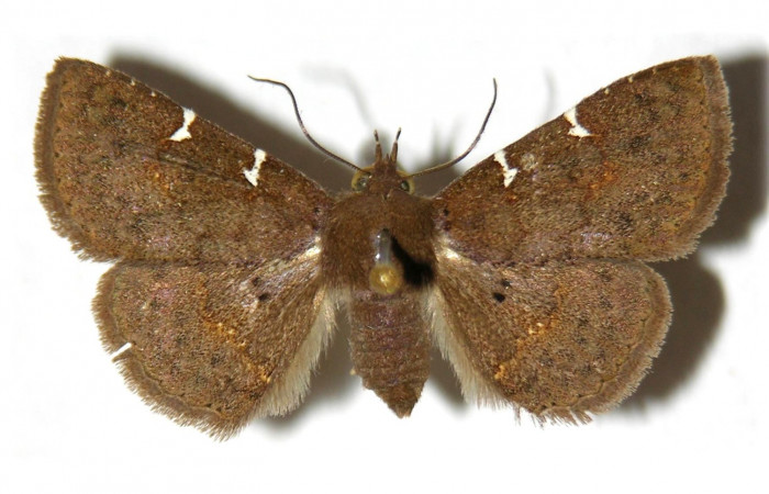 Fig.7 Adulto <i>Antiblemma laranda</i>  dorsal. Hembra. Voucher:  01-SRNP-6901-DHJ315370.jpg