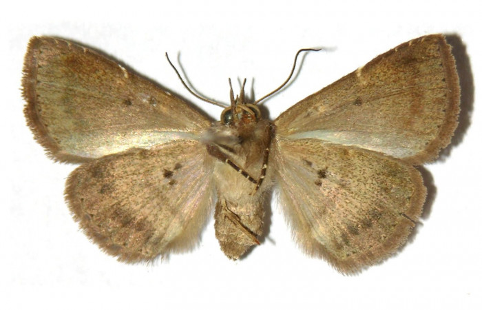 Fig.8 Adulto <i>Antiblemma laranda</i>  ventral. Hembra. Voucher: 01-SRNP-6901-DHJ315371.jpg