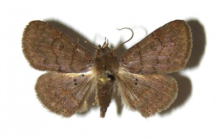 Fig.9 Adulto <i>Antiblemma laranda</i>  dorsal. macho. Voucher:   05-SRNP-46278-DHJ321832.jpg