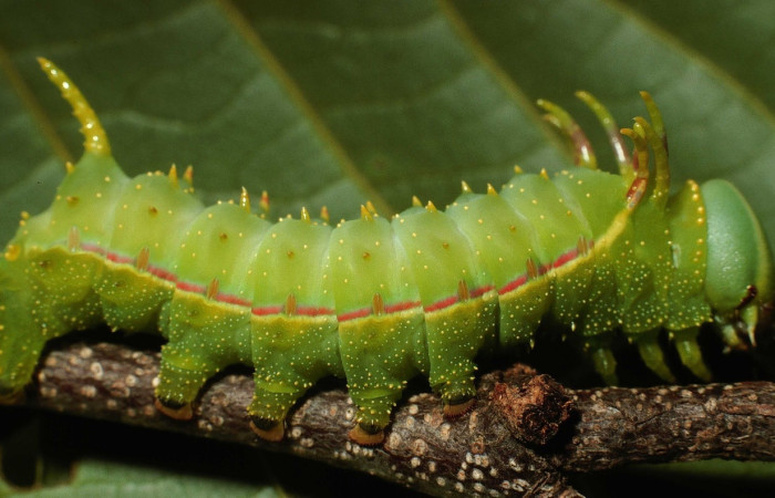 Figura 8. Larva de <i>Syssphinx quadrilineata</i> (Saturniidae) vista lateral. (02-SRNP-12649-DHJ68092)