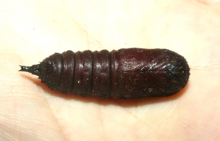 Figura 11. Pupa de <i>Syssphinx quadrilineata</i> (Saturniidae). vista lateral (09-SRNP-13773-DHJ456242)