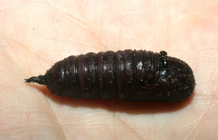 Figura 12. Pupa de <i>Syssphinx quadrilineata</i> (Saturniidae). vista lateral (09-SRNP-13773-DHJ456245)