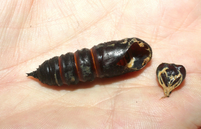 Figura 13. Exuvia de parásito de la familia Tachinidae, parásito que ataca a la larva <i>Syssphinx quadrilineata</i>. (09-SRNP-13774-DHJ454759).