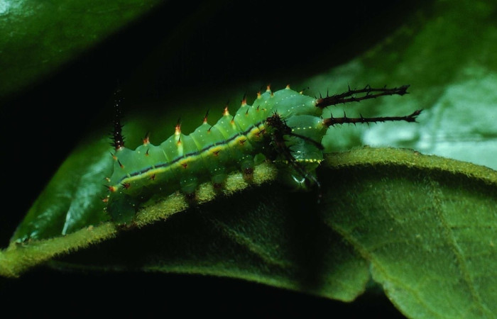 Figura 5. Larva de <i>Syssphinx quadrilineata</i> (Saturniidae) vista lateral. (82-SRNP-730-DHJ4599)