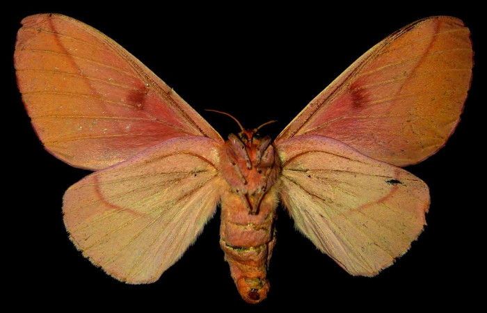 Figura 4. Adulto de <i>Syssphinx quadrilineata</i> (Saturniidae) (hembra) vista ventral. (84-SRNP-123-DHJ31380)