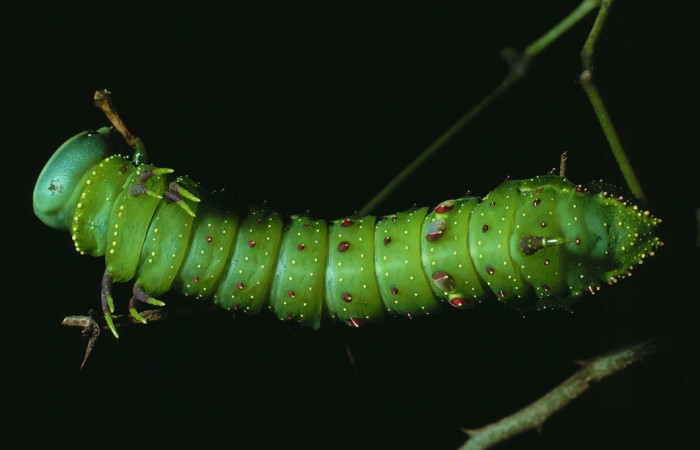 Figura 6. Larva de <i>Syssphinx quadrilineata</i> (Saturniidae) vista dorsal. (84-SRNP-123-DHJ7007)